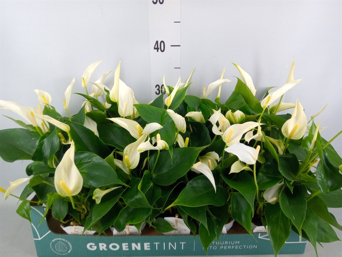 <h4>Anthurium  'Banderola Cava'</h4>