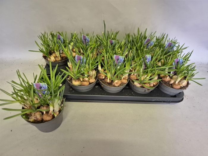 <h4>BOLBLOEMEN GEM</h4>