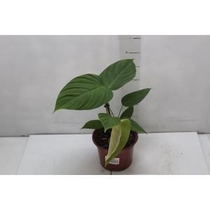 PHILODENDRON NANGARITENSE P15