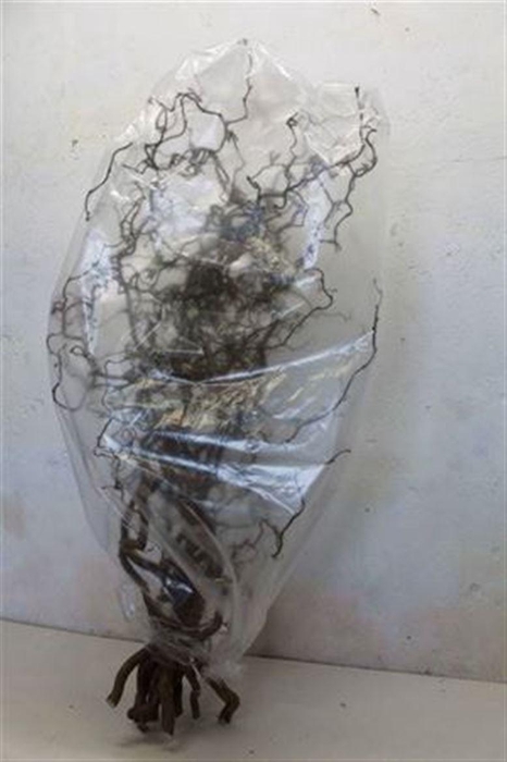 <h4>Corylus Av Contorta 80cm X15</h4>