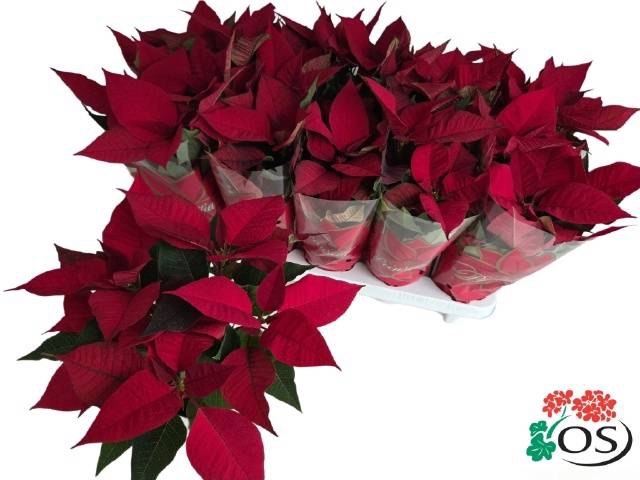 <h4>.Euphorbia pulcherrima mars</h4>