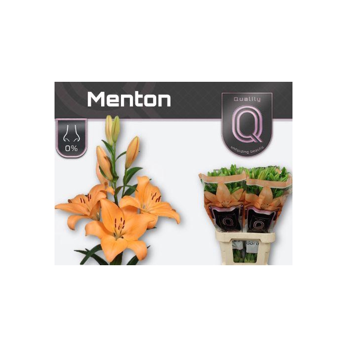 <h4>Li La Menton</h4>