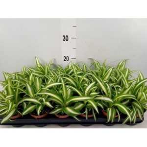 Chlorophytum com. 'Variegatum'