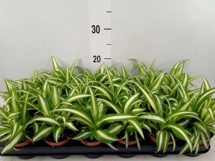 <h4>Chlorophytum com. 'Variegatum'</h4>