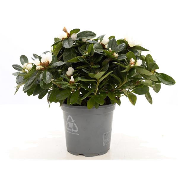 <h4>1st class Azalea white P&PURE Collection</h4>