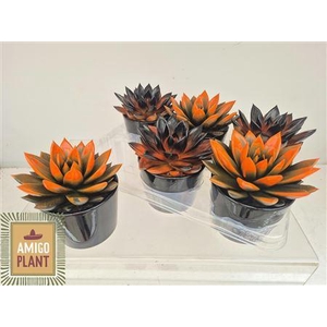 Echev Miranda In Black Keramiek Pot