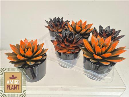 <h4>Echev Miranda In Black Keramiek Pot</h4>