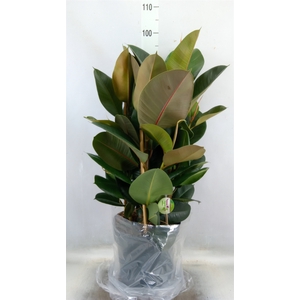Ficus elastica 'Robusta'
