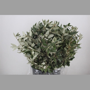 Steeneik Leaves P Bunch