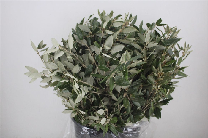 <h4>Steeneik Leaves P Bunch</h4>