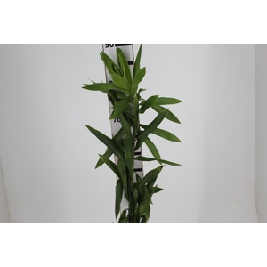 FOLHAGEM DRACENA PLEOMELE VERDE