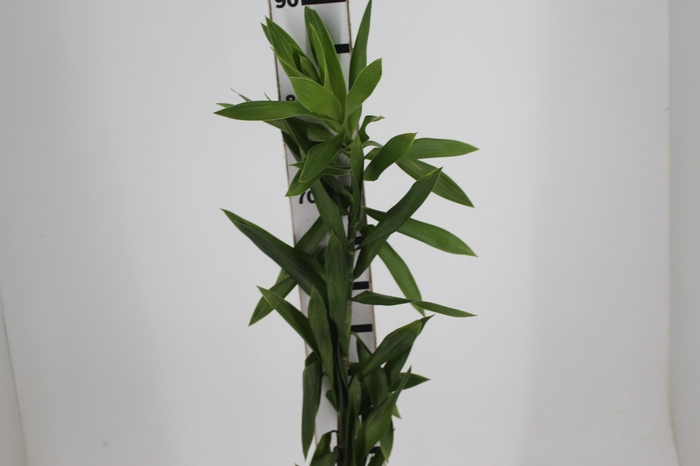<h4>FOLHAGEM DRACENA PLEOMELE VERDE</h4>