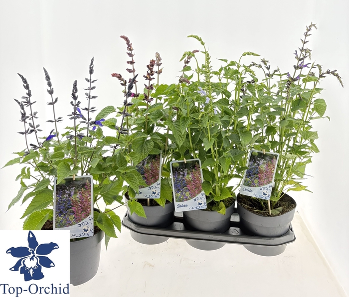 <h4>SALVIA SALGOON GEM</h4>