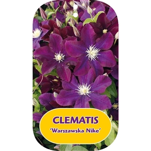 Clematis 'Warszawska Nike'