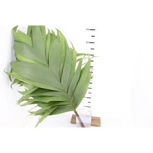 Helan Fälteschutz Bio Cardamomo – Anti-Falten-Grundierung Mit LSF 15