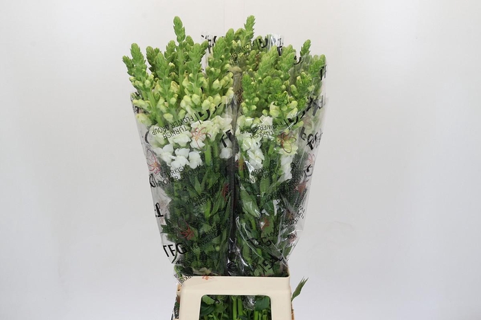 <h4>Antirrhinum Potomac White</h4>