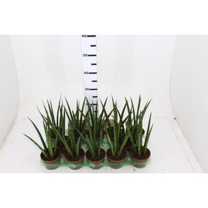 SANSEVIERIA JAPONESA NEW WAY P11