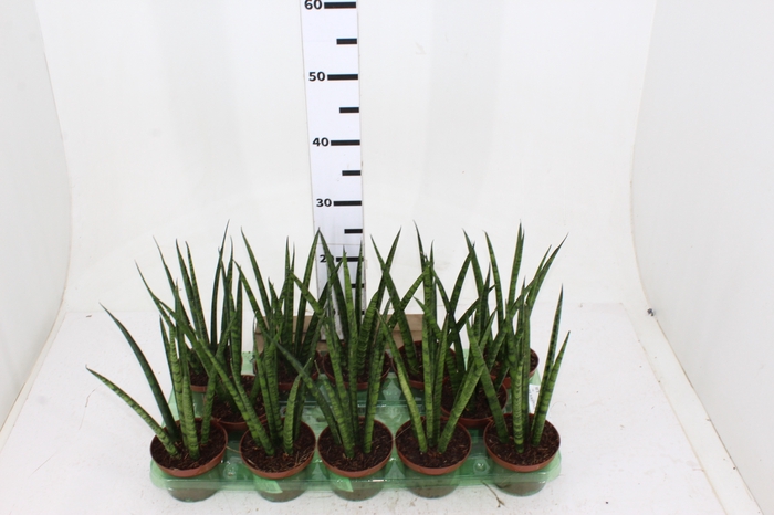 SANSEVIERIA JAPONESA NEW WAY P11