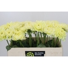 Dahlia Hilda Special