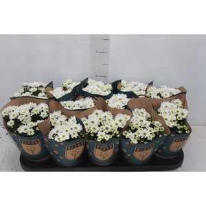CRISANTEMO MINI P11 BRANCO