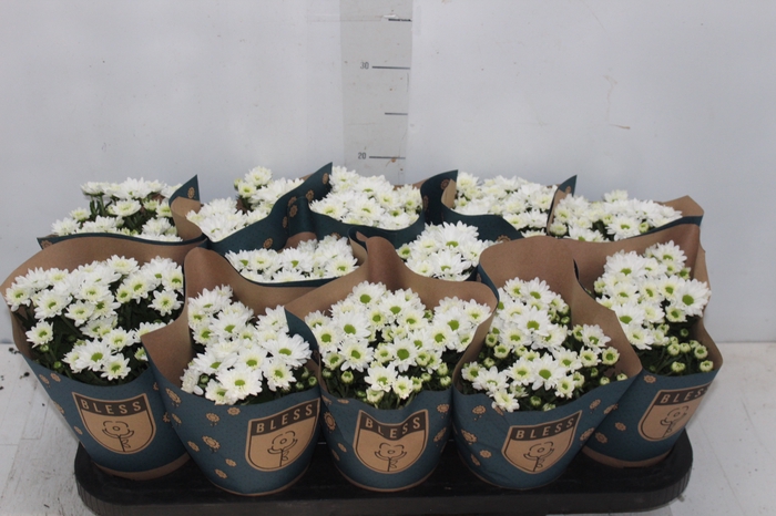 CRISANTEMO MINI P11 BRANCO