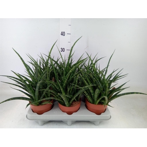 Sansevieria  'Fernwood'