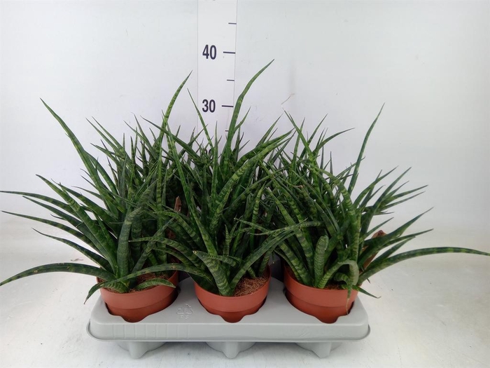 <h4>Sansevieria  'Fernwood'</h4>