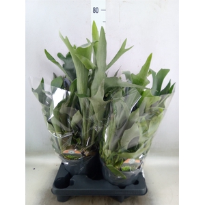 Platycerium bifurc.
