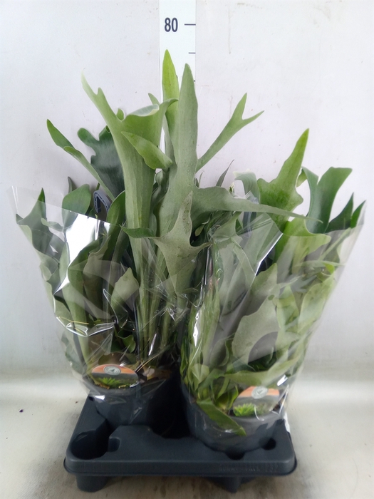 <h4>Platycerium bifurc.</h4>