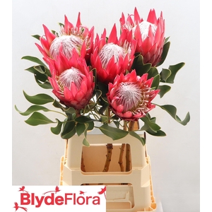 PROTEA CY MADIBA