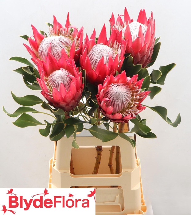 <h4>PROTEA CY MADIBA</h4>