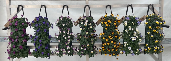 <h4>Wandhanger viola cornuta mix kar</h4>