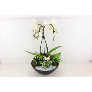 arr2 PL - Ebbi black phal. paraplu wit