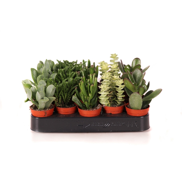 <h4>Crassula op rij 5,5 cm</h4>