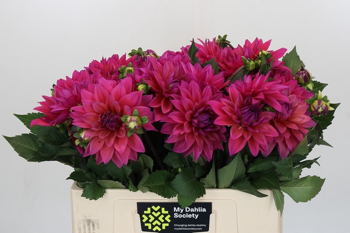 Dahlia American Dawn