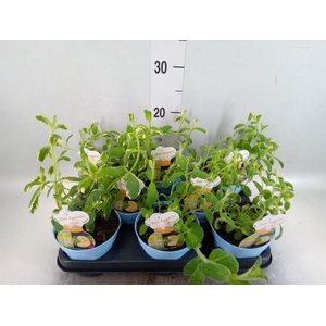 Mentha suaveolens 'Variegata'