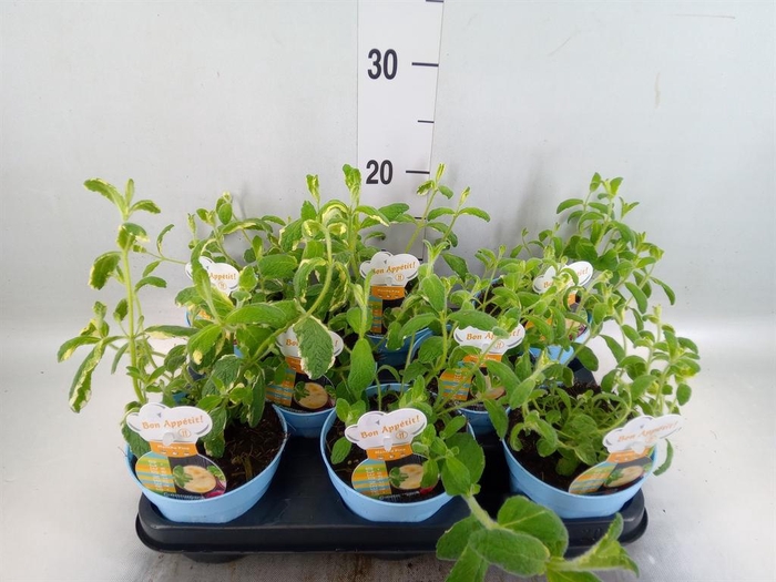 <h4>Mentha suaveolens 'Variegata'</h4>
