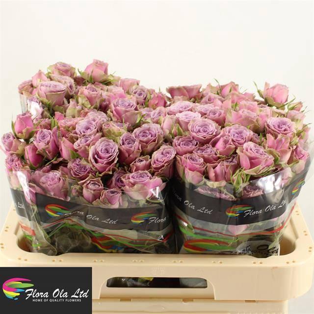 <h4>R TR PURPLE SKY</h4>