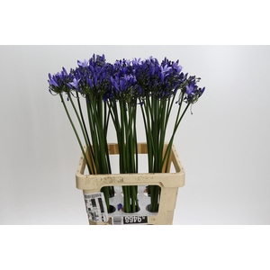 Agapanthus Uri