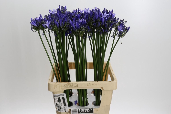 <h4>Agapanthus Uri</h4>
