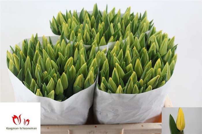 <h4>Tu En Strong Gold</h4>