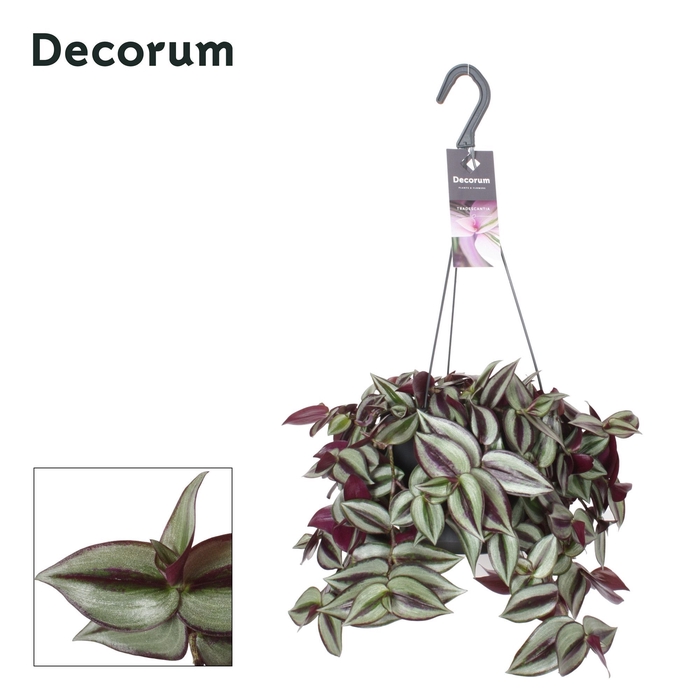 <h4>Tradescantia zebrina 'Violet Hill'</h4>