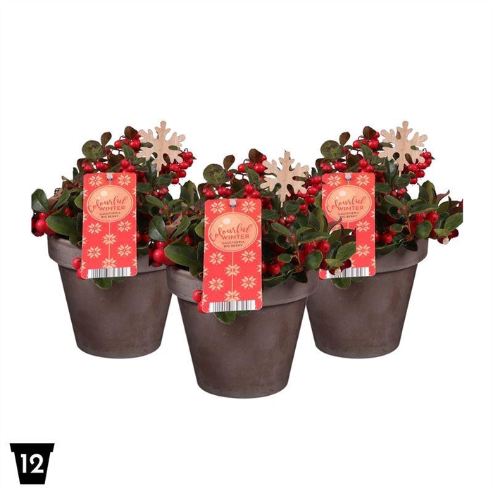 <h4>Gaultheria Pr Big Berry  Keramiek Teracotta + Stek</h4>