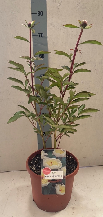 <h4>PAEONIA L DU D NEMOU</h4>