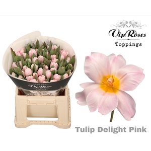 TU EN A PINK DELIGHT