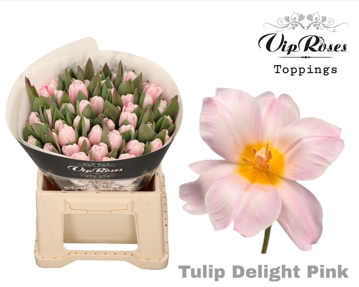 <h4>Tu En A Delight Pink</h4>