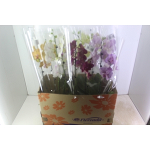 PHALAENOPSIS P15 2 HT