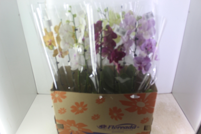 <h4>PHALAENOPSIS P15 2 HT</h4>