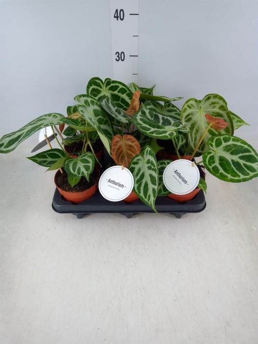 <h4>Anthurium   ...</h4>