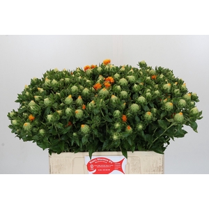 Carthamus Oranje